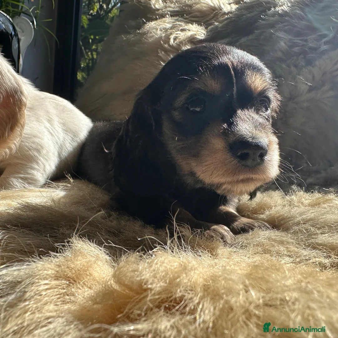Bassotto cani in vendita: bassotti pelo lungo color crema - Annuncio 2