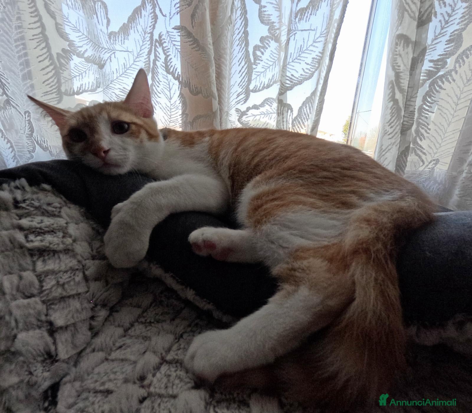 Europeo gatti Attila  - Annuncio 11