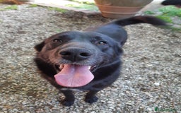 Meticcio cani in regalo: NATHAN, fantastico pastorino in nero! a Città Metropolitana di Firenze - Immagine 6