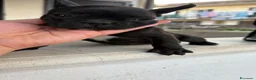 Bulldog Francese cani in vendita: Cuccioli bulldog francese a Provincia di Salerno - Annuncio 9