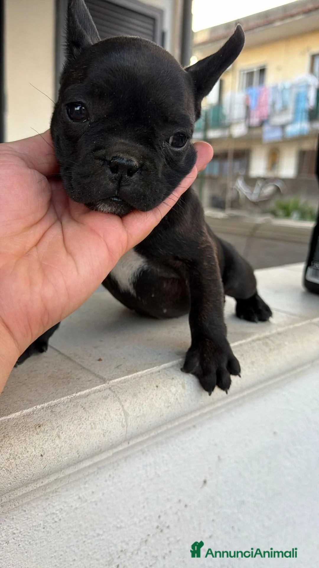 Bulldog Francese cani in vendita: Cuccioli bulldog francese a Provincia di Salerno - Annuncio 9