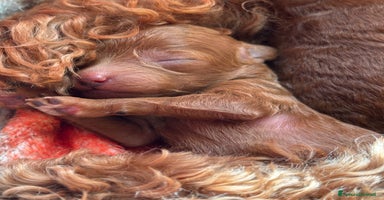 Barboncino cani a Provincia di Pistoia - Annuncio 14