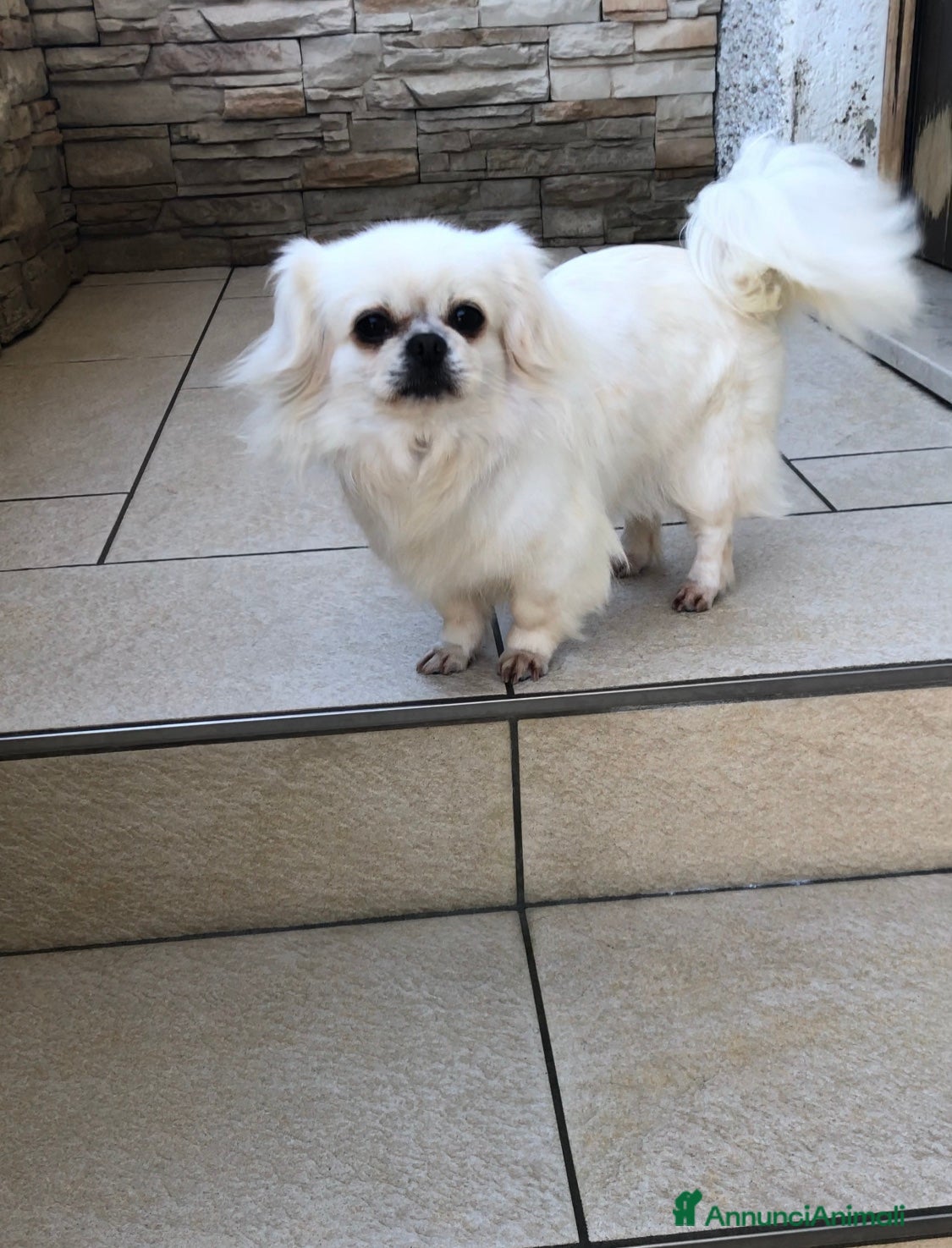 Chihuahua cani Chihuahua femmina a pelo lungo  - Annuncio 2