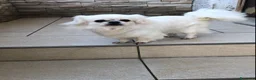 Chihuahua cani in vendita: Chihuahua femmina a pelo lungo  - Annuncio 1