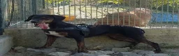 Meticcio cani in regalo: GILDA molto buona - Annuncio 2
