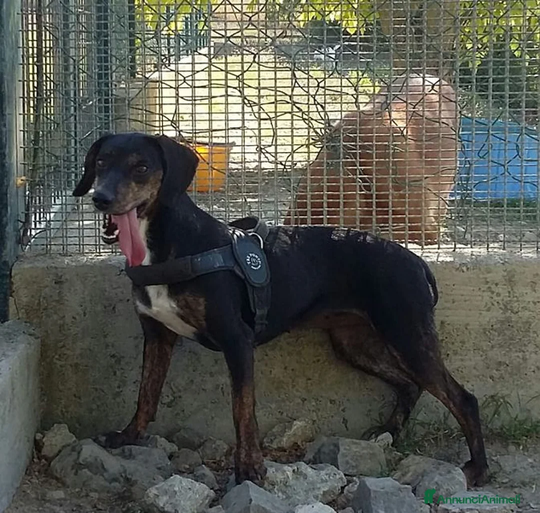 Meticcio cani in regalo: GILDA molto buona - Annuncio 2