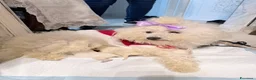 Maltese cani in vendita: Cucciolo maltese razza pura manto bianco - Annuncio 4