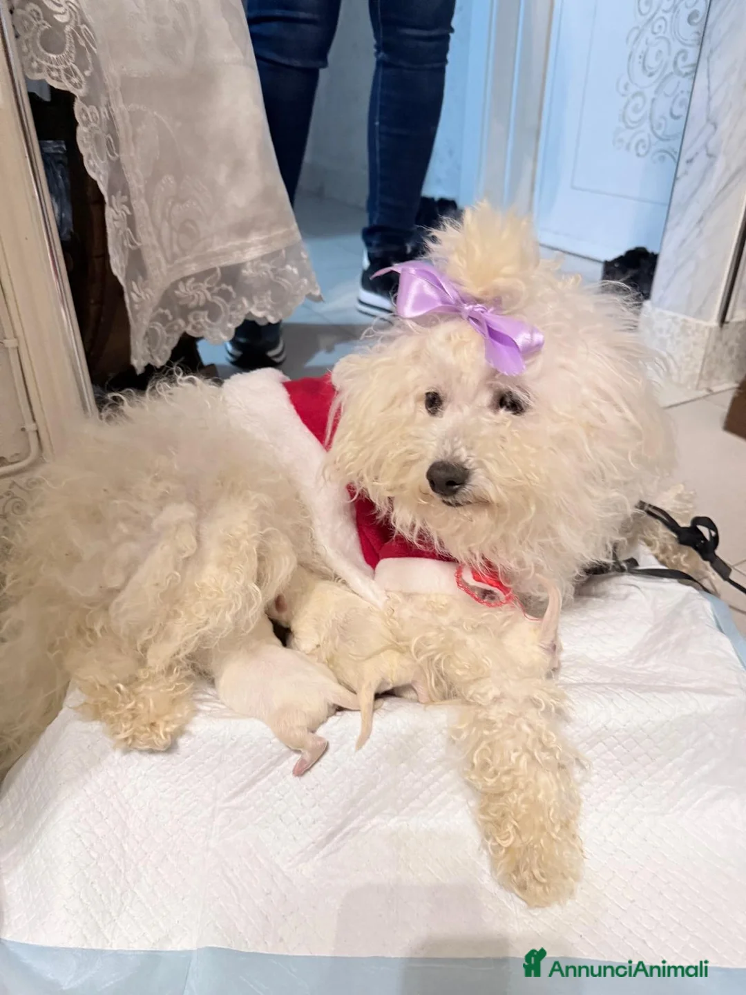 Maltese cani in vendita: Cucciolo maltese razza pura manto bianco - Annuncio 4