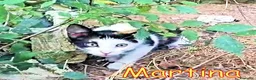 Europeo gatti in regalo: URGENTE MARTINA GATTINA ABBANDONATA - Annuncio 1
