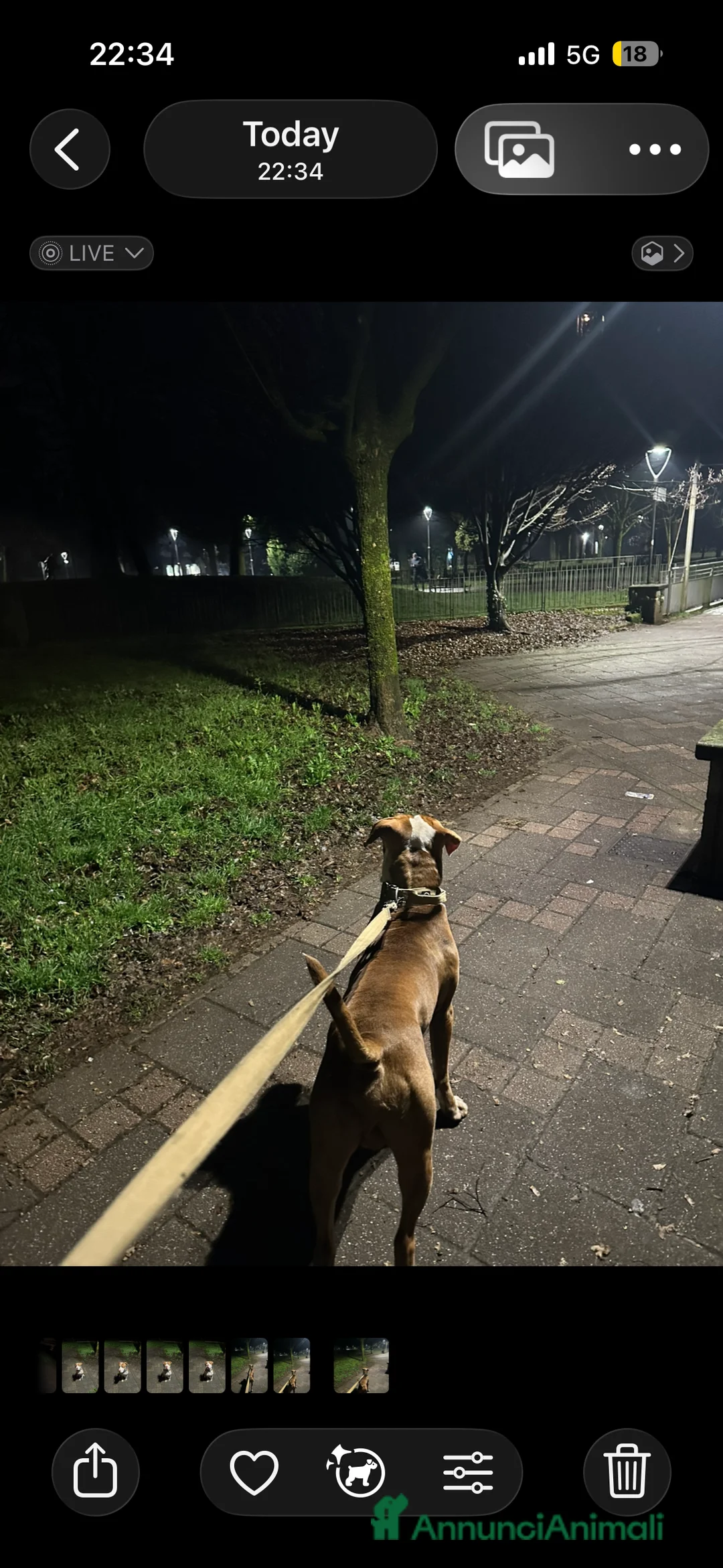 Pitbull cani in regalo: Biggy - Annuncio 2