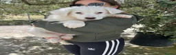 Meticcio cani in regalo: kenia e zora - Annuncio 4