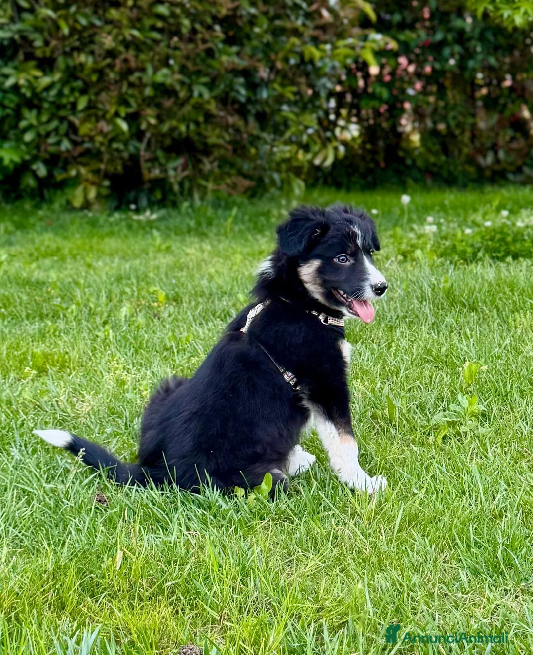 Border Collie cani in vendita: Border collie pedigree  - Annuncio 3