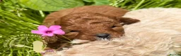 Barboncino Toy cani in vendita: Cuccioli Barboncino Toy Genitori Testati e Campion - Annuncio 3