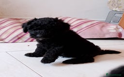 Barboncino cani in vendita: Barboncino Nano a Provincia di Avellino - Immagine 8