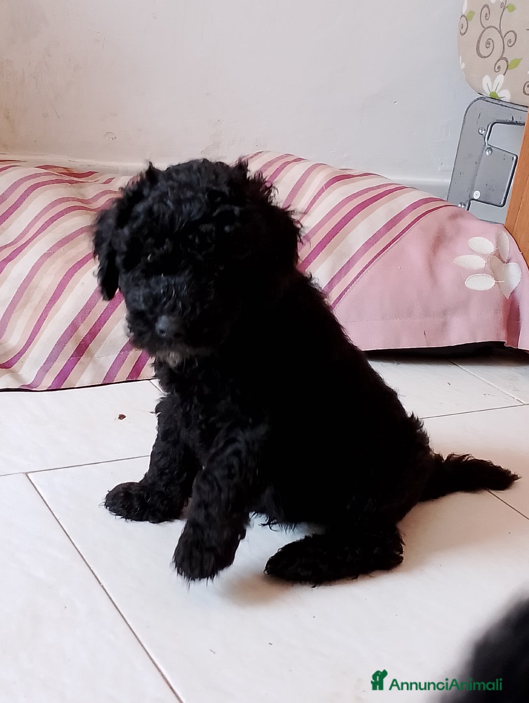 Barboncino cani in vendita: Barboncino Nano a Provincia di Avellino - Immagine 8