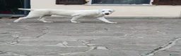 Pastore Asia Centrale cani in vendita: Pastori Asia Centrale - Annuncio 10