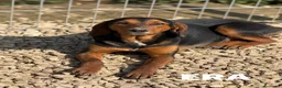 Meticcio cani in regalo: ERA, cucciolona tanto coccolona! Cerca famiglia - Annuncio 9