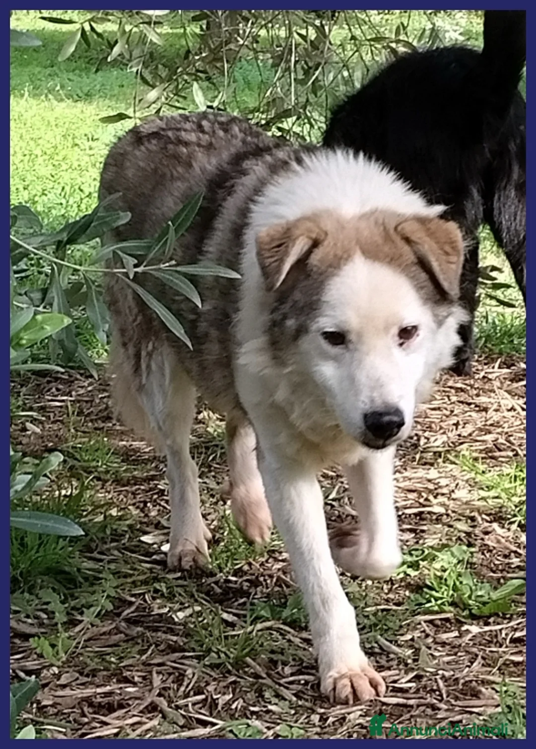 Meticcio cani in regalo: GENGIS CAN nonnino da sempre in gabbia - Annuncio 3