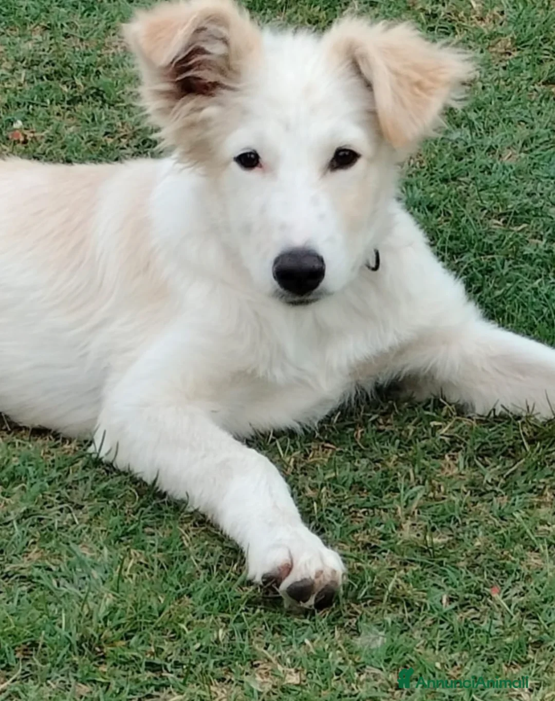 Meticcio cani in regalo: Puffo e Flo 4 mesi adottabili subito sono a Parma - Annuncio 2
