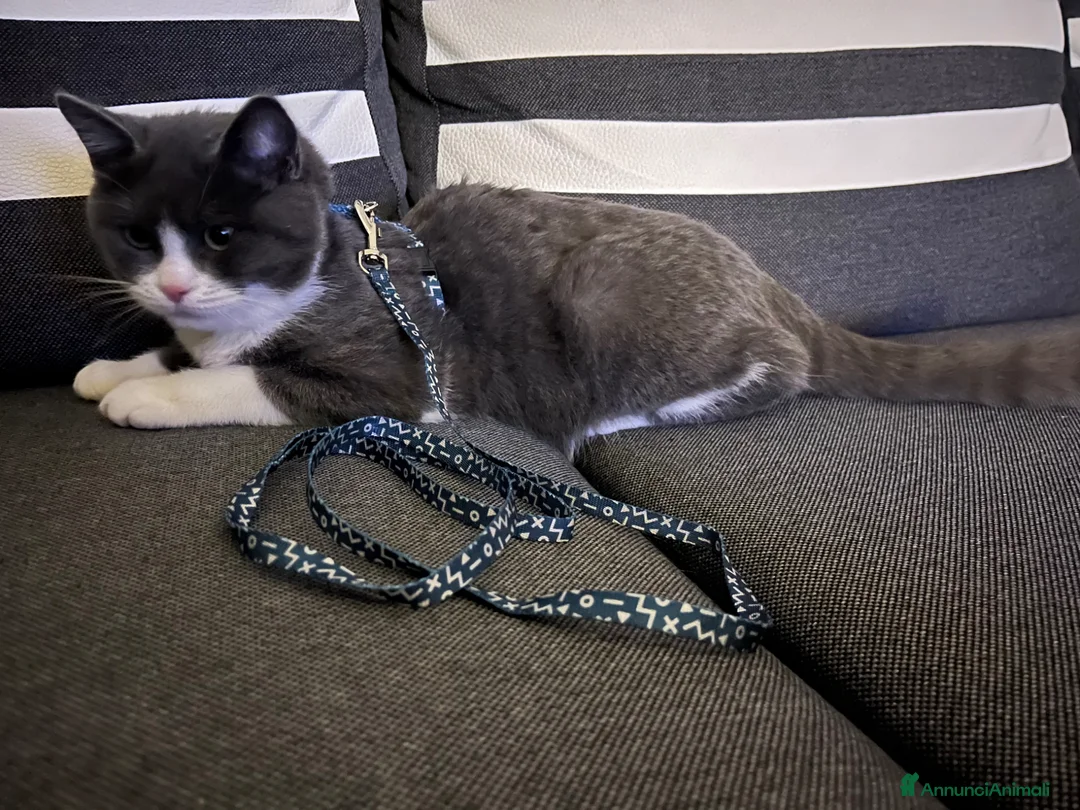 Altre razze gatti per accoppiamento: Simba e’ in cerca di una gatta - Annuncio 3