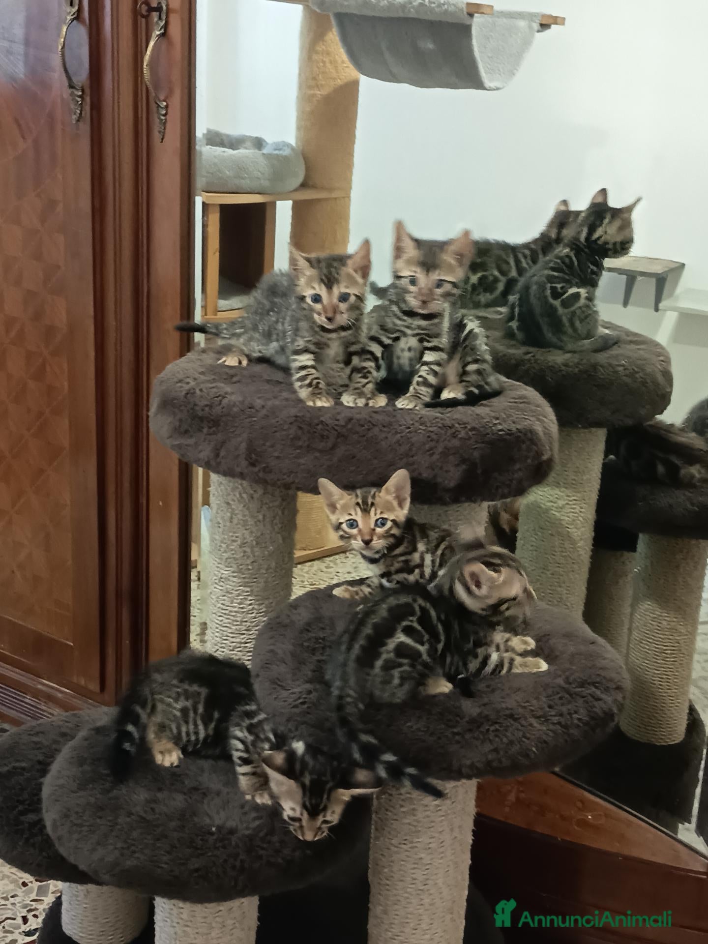 Bengala gatti meraviglie Selected Breed  - Annuncio 4