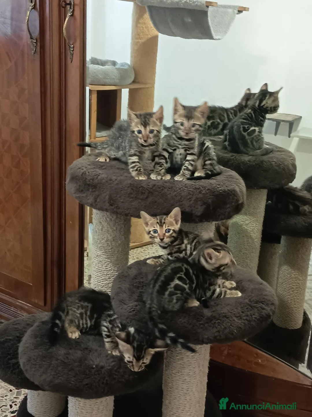 Bengala gatti in vendita: meraviglie Selected Breed  - Annuncio 1