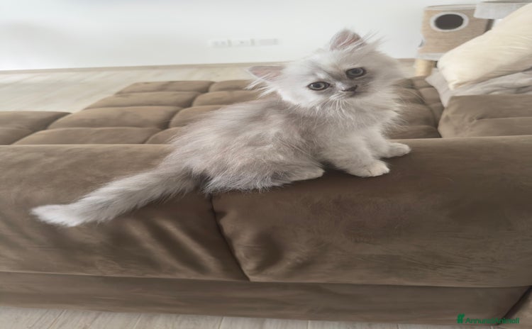 Persiano gatti a Provincia di Brescia - Annuncio 5