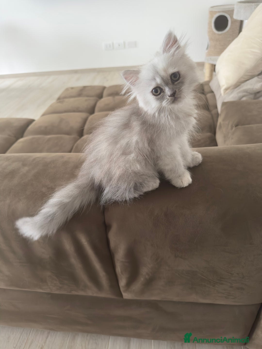Persiano gatti in vendita: Gattine persiane a Provincia di Brescia - Immagine 1
