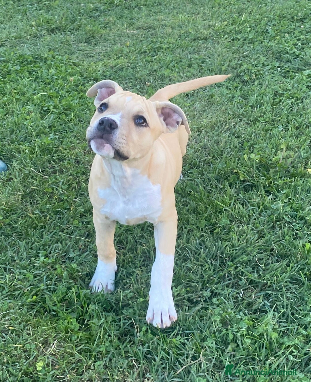 American Staffordshire cani in vendita: American Staffordshire Terrier  - Annuncio 2