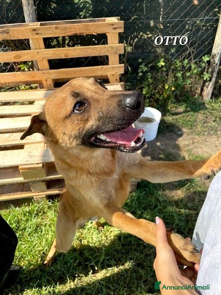 Meticcio cani Otto, il cucciolotto a Provincia di Latina - Annuncio 2