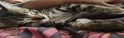 Europeo gatti in regalo: 2 gattini cercano casa  a Provincia di Belluno - Annuncio 3
