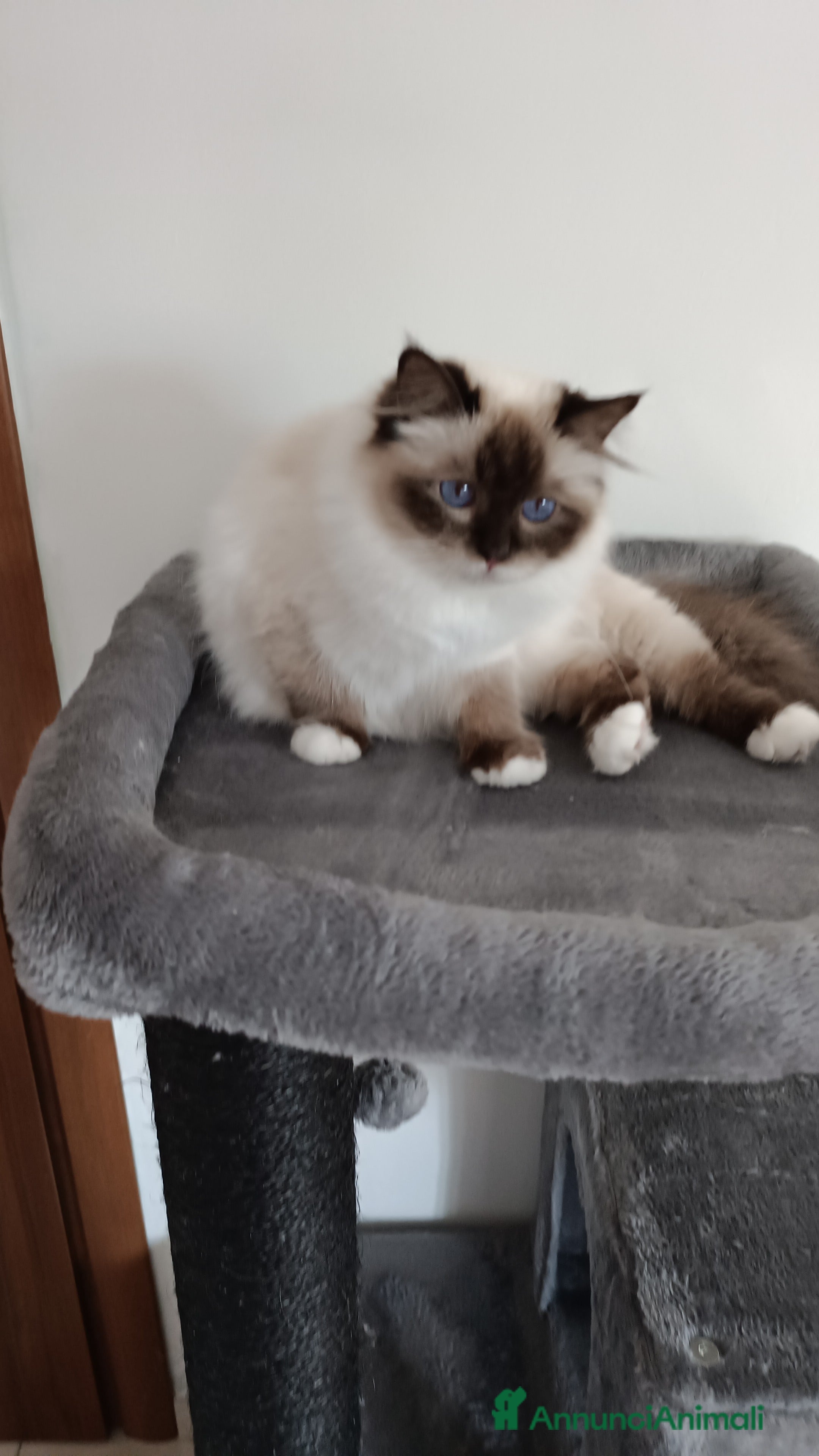 Sacro di Birmania gatti Cuccioli e adulto  - Annuncio 4