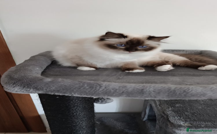 Sacro di Birmania gatti - Annuncio 1