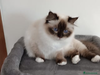 Sacro di Birmania gatti Cuccioli e adulto - Annuncio 1