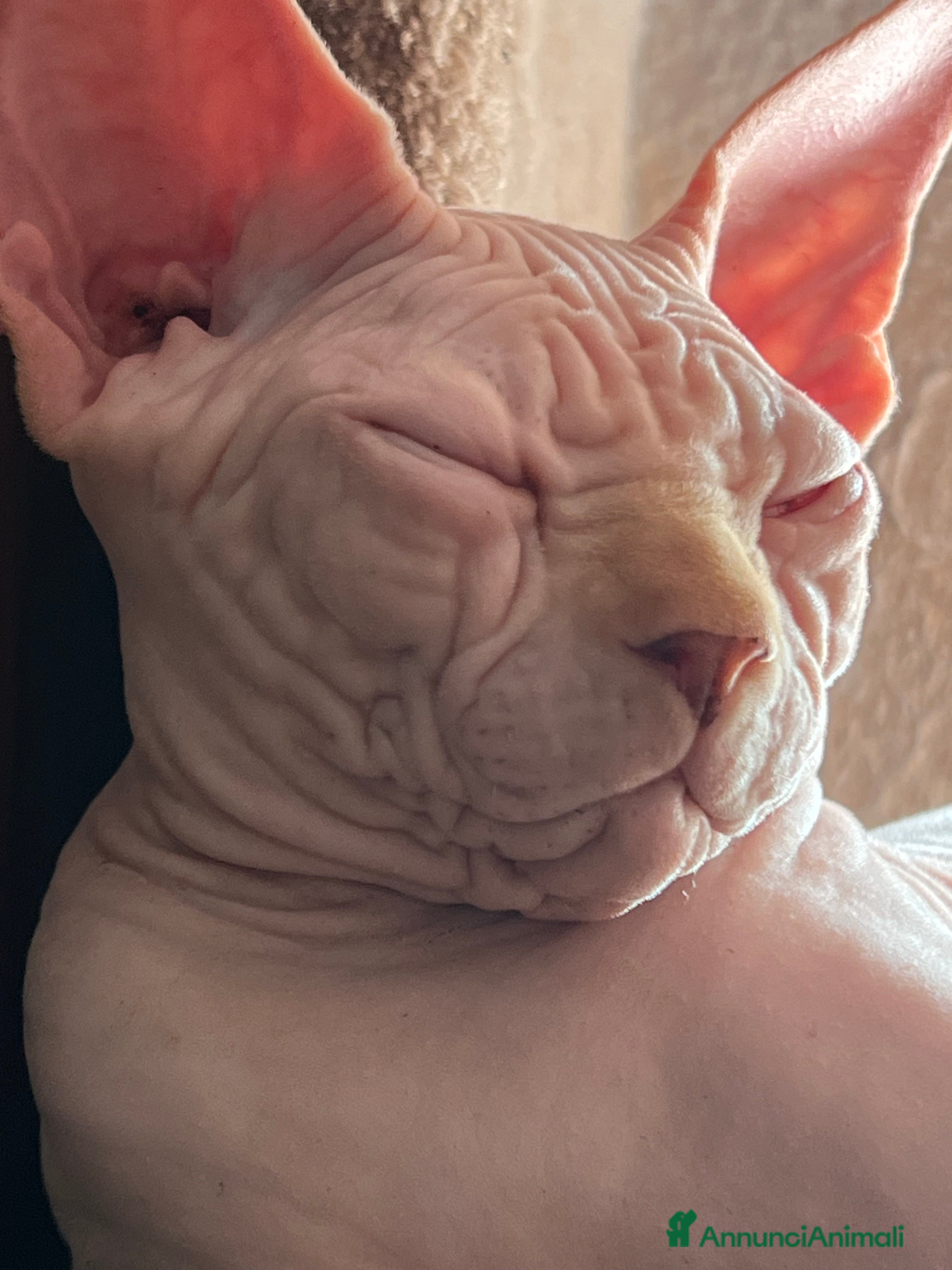 Sphynx gatti Sphynx  a Città metropolitana di Roma Capitale - Annuncio 4