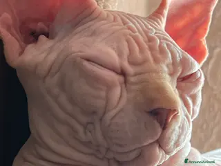 Sphynx gatti Sphynx a Città metropolitana di Roma Capitale - Annuncio 4