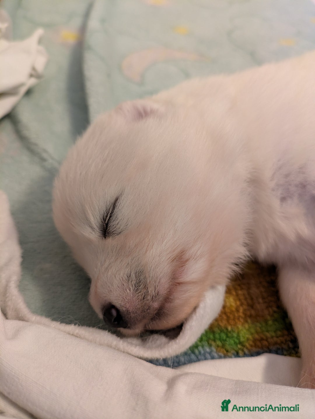 Samoiedo cani in vendita: Cuccioli di Samoiedo - Annuncio 17