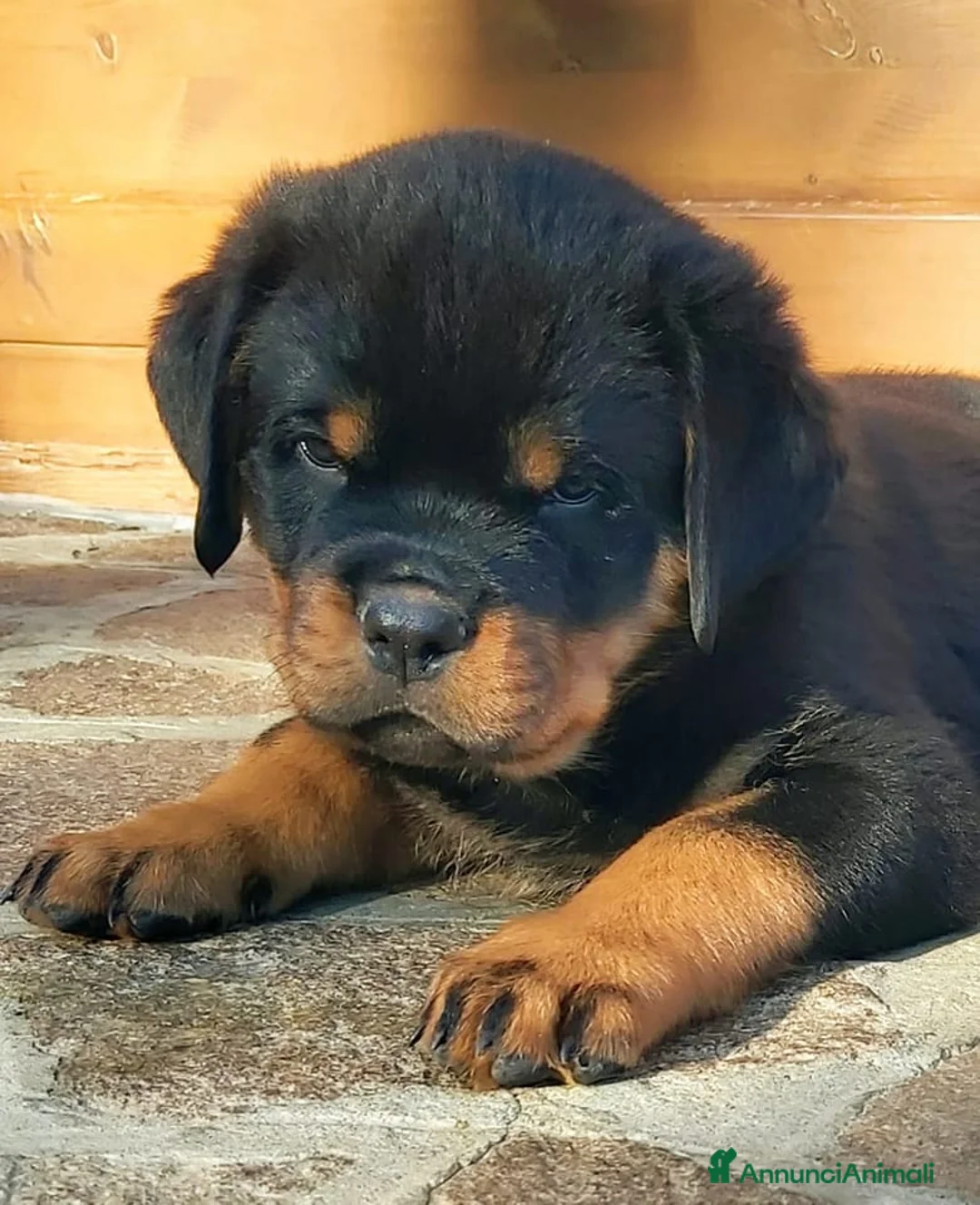 Immagine della galleria {{count}}