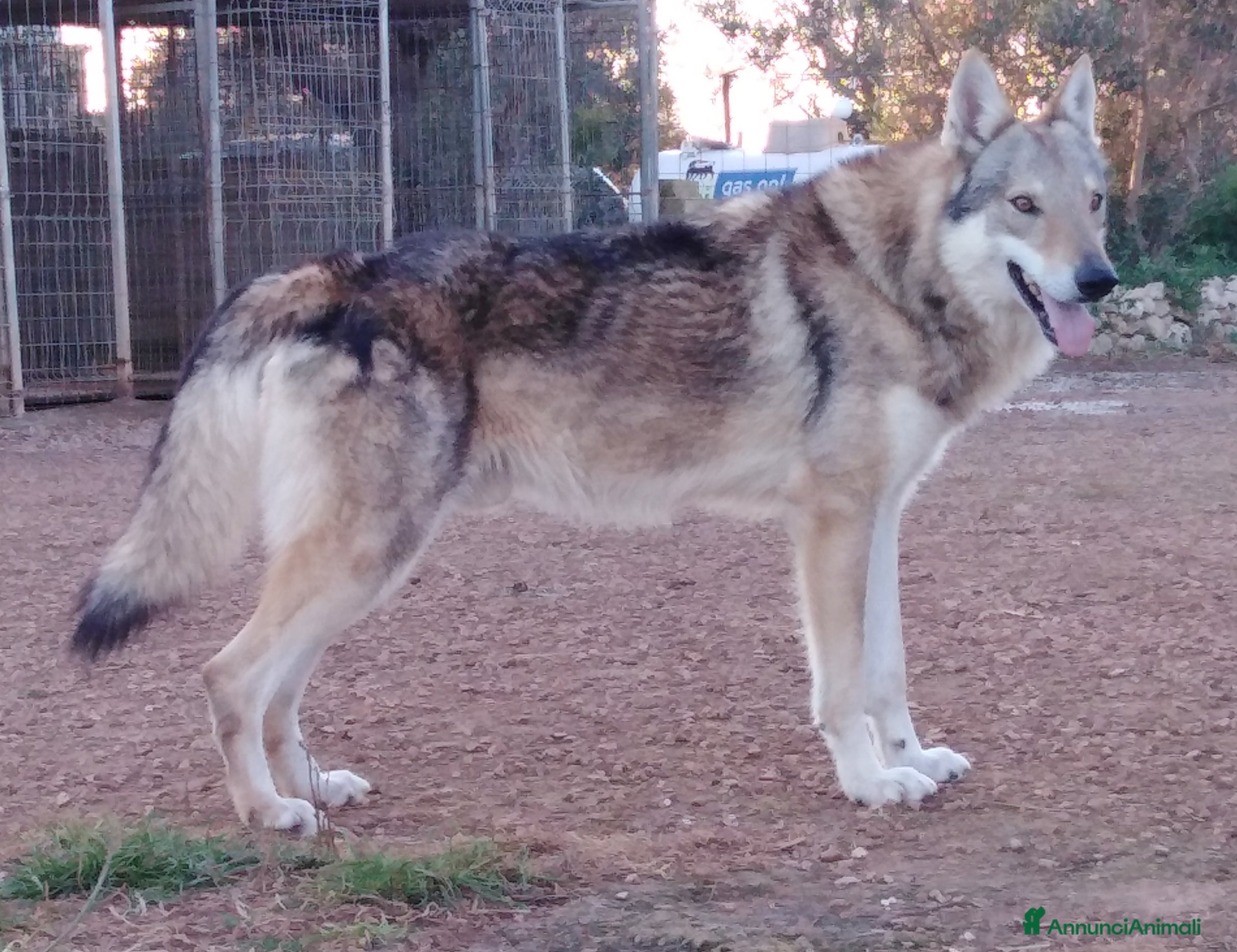 Lupo Cecoslovacco cani Cane da Lupo Cecoslovacco super cuccioli PEDIGREE  - Annuncio 22