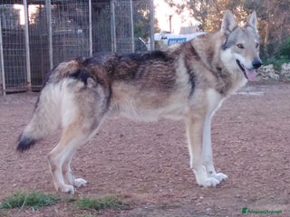 Lupo Cecoslovacco cani Cane da Lupo Cecoslovacco super cuccioli PEDIGREE - Annuncio 19