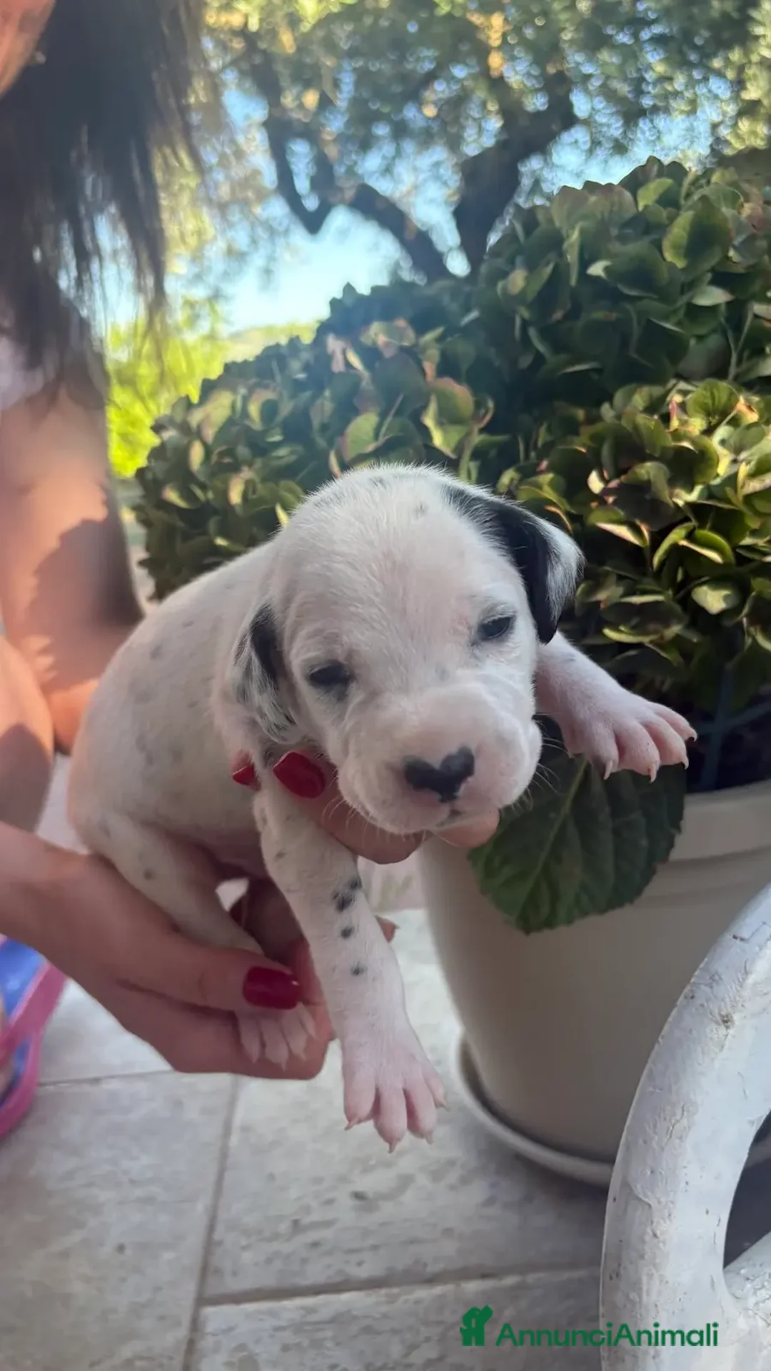 Dalmata cani in vendita: Cuccioli di Dalmata con Pedegree ENCI - Annuncio 9
