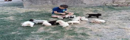 Lagotto cani in vendita: Lagotti  - Annuncio 8
