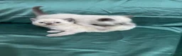 British gatti in vendita: Bellissimi gattini cercano una mamma e un papà a Provincia di Foggia - Annuncio 11