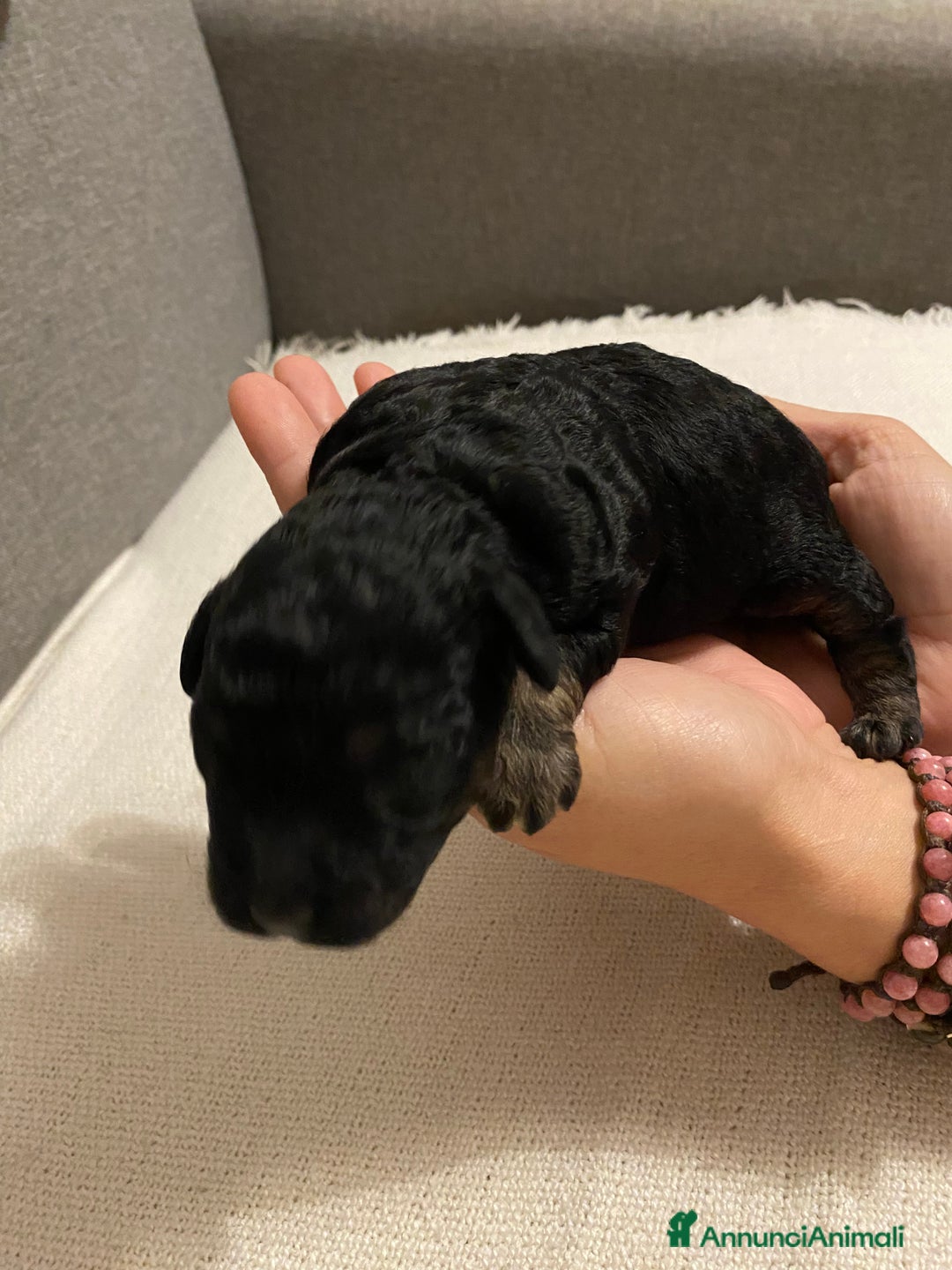 Barboncino cani in vendita: Cuccioli di barboncino  - Annuncio 10