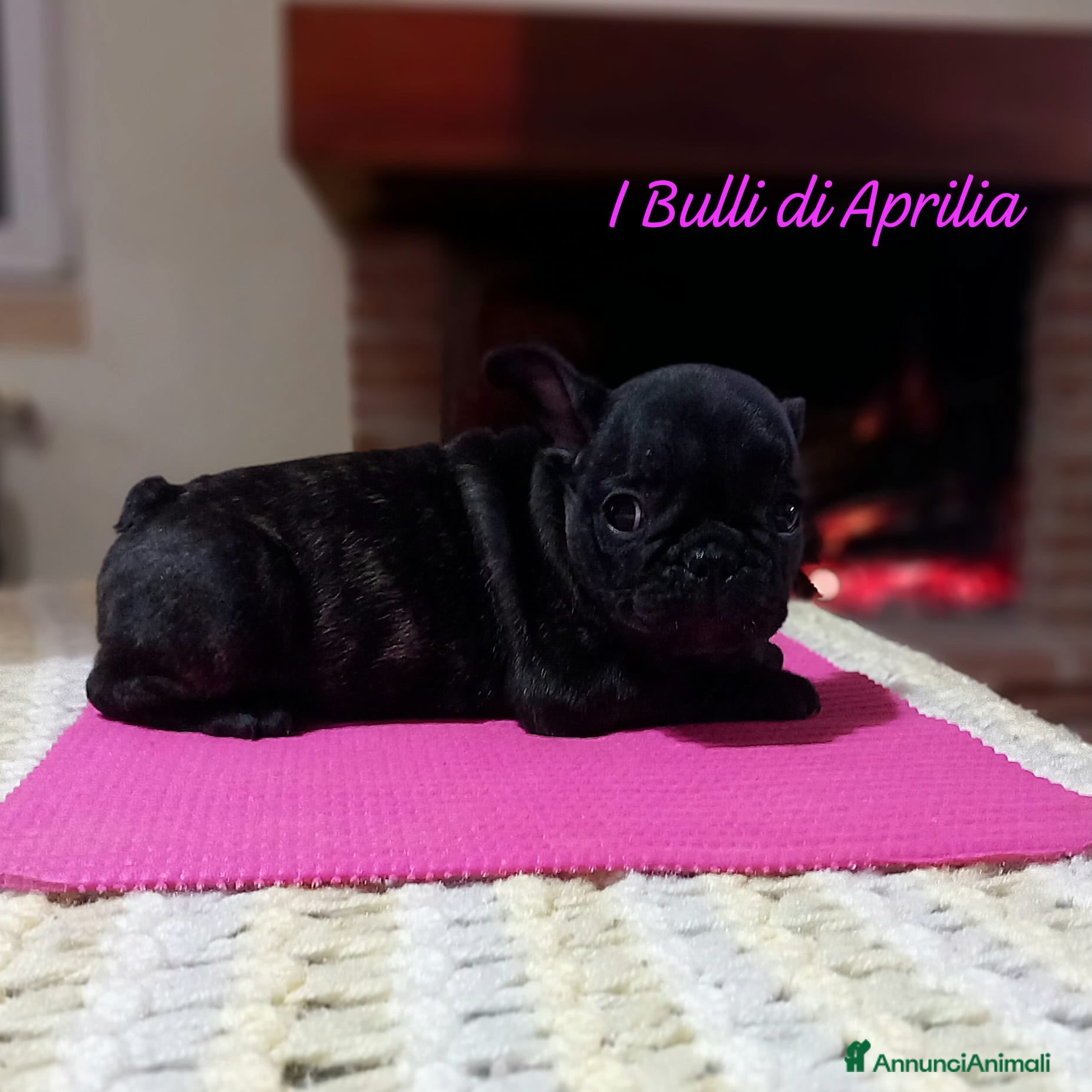 Bulldog Francese cani BULLDOG FRANCESE  - Annuncio 2