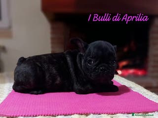 Bulldog Francese cani BULLDOG FRANCESE - Annuncio 2