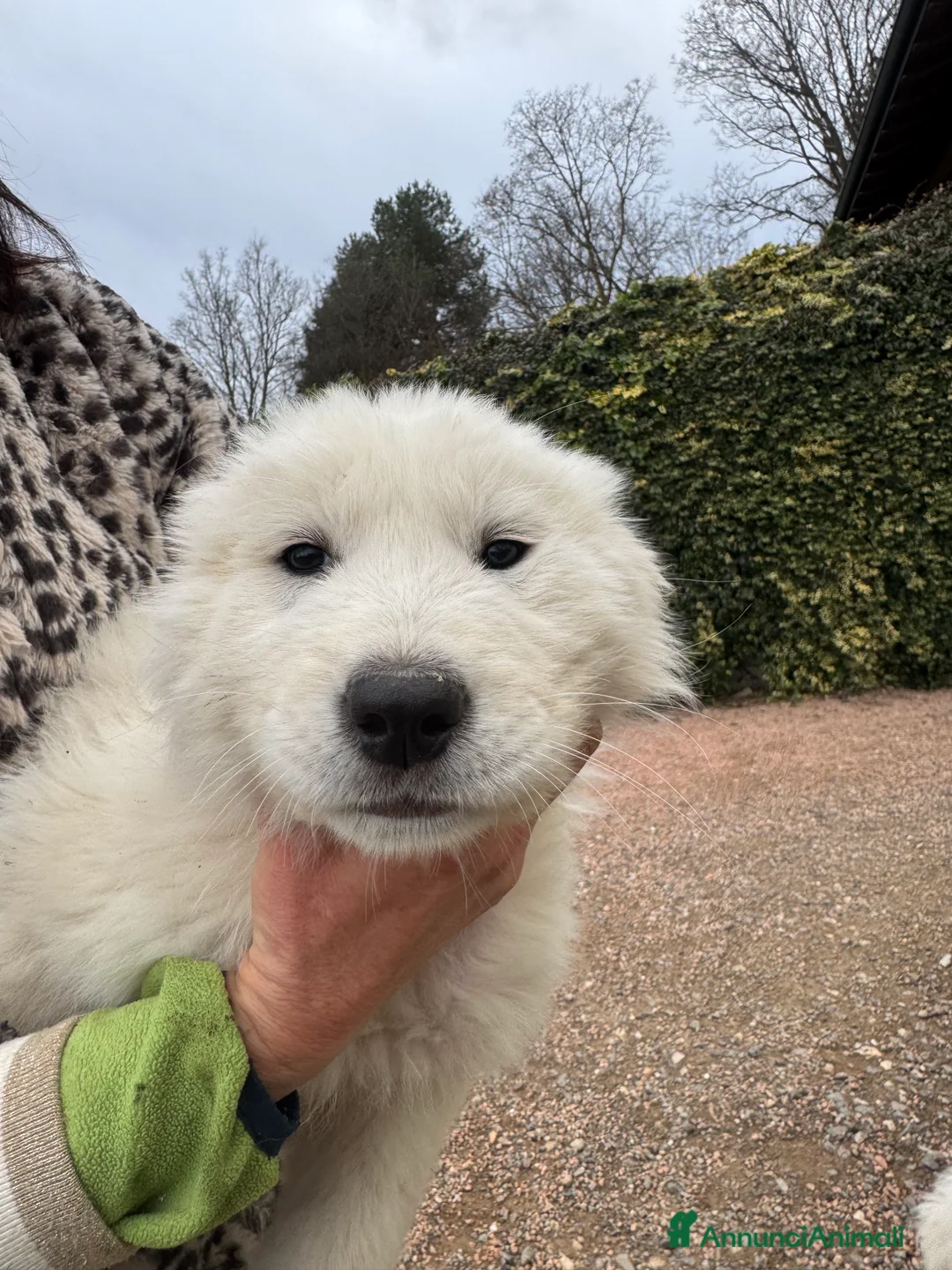 Pastore Maremmano cani in vendita: Cuccioli di pastore maremmano/abruzzese - Annuncio 4