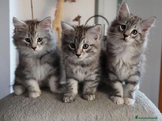 Siberiano gatti Cuccioli di gatto siberiano ipoallergenici - Annuncio 20