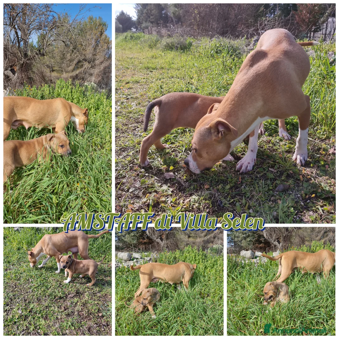 American Staffordshire cani in vendita: Cuccioli Amstaff con pedigree  a Provincia di Potenza - Annuncio 7