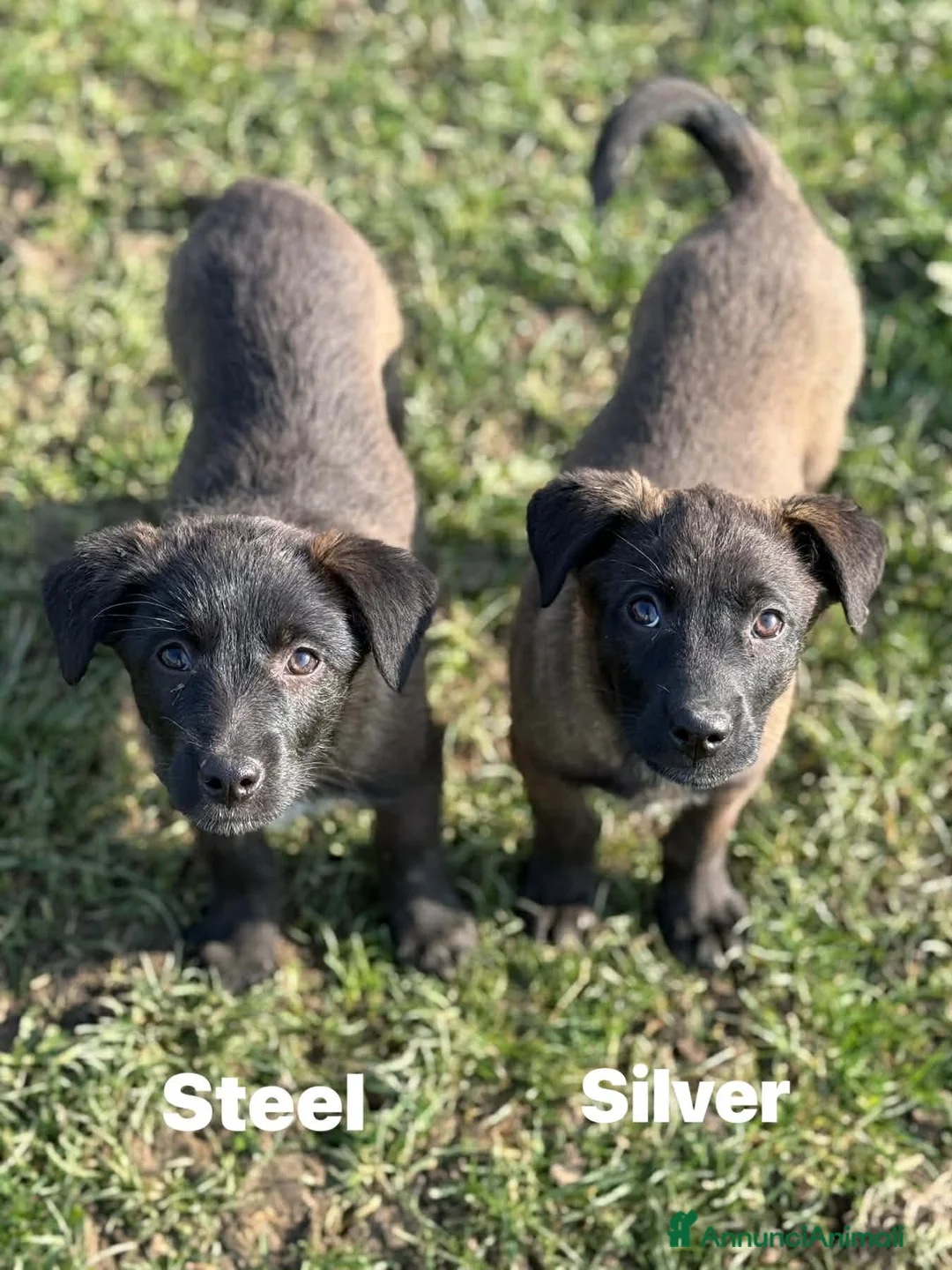 Meticcio cani in regalo: STEEL & SILVER, fratellini dal manto d'argento!  - Annuncio 2